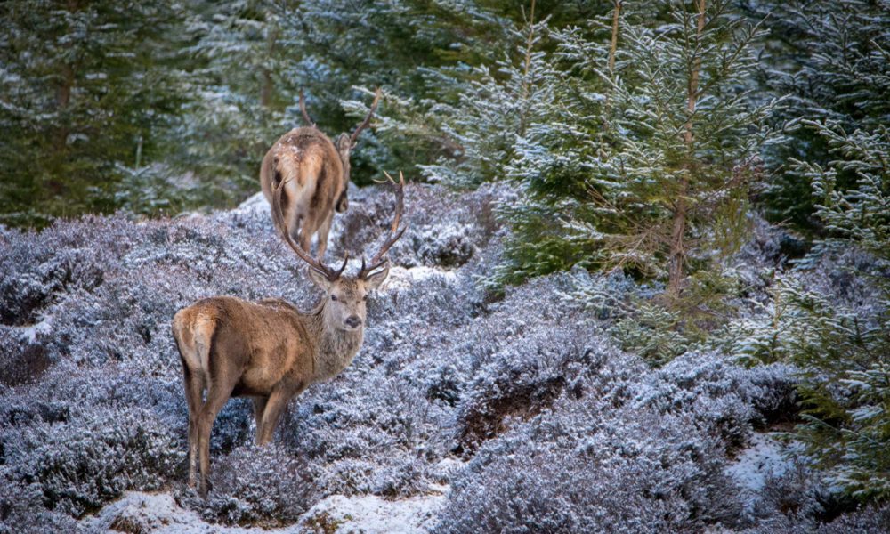 cerf ecosse roadtrip sir edwards