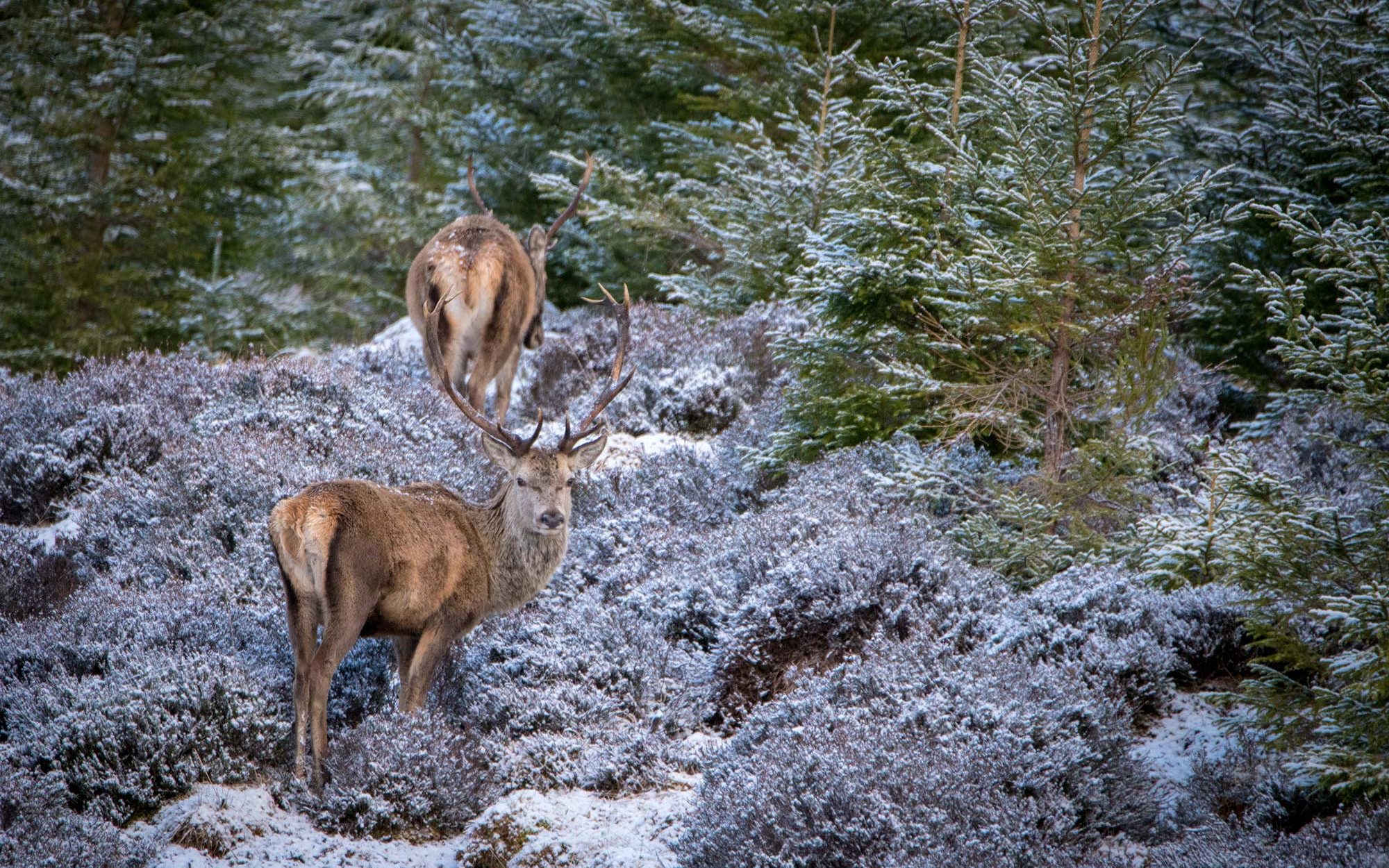 cerf ecosse roadtrip sir edwards