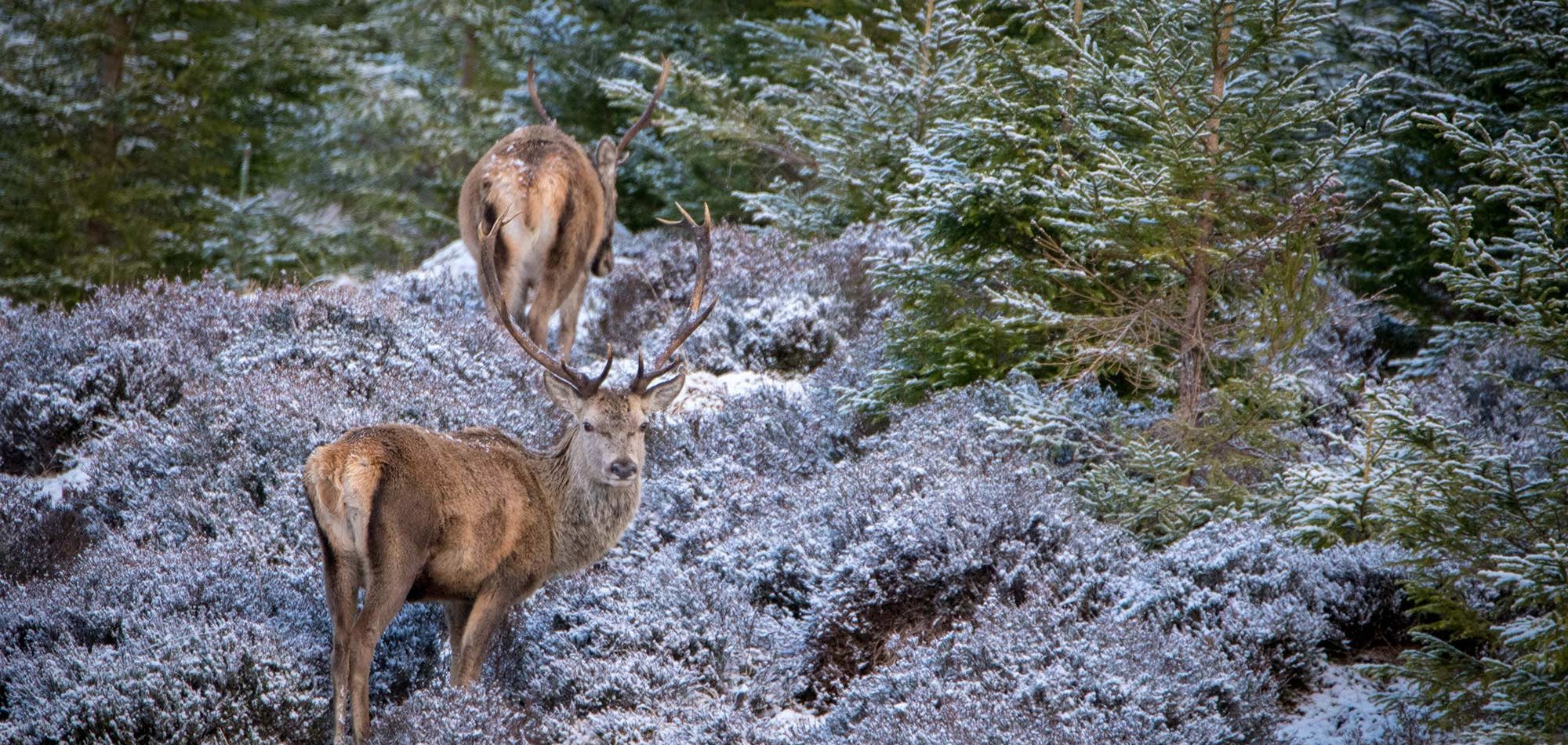 Le roi des Highlands