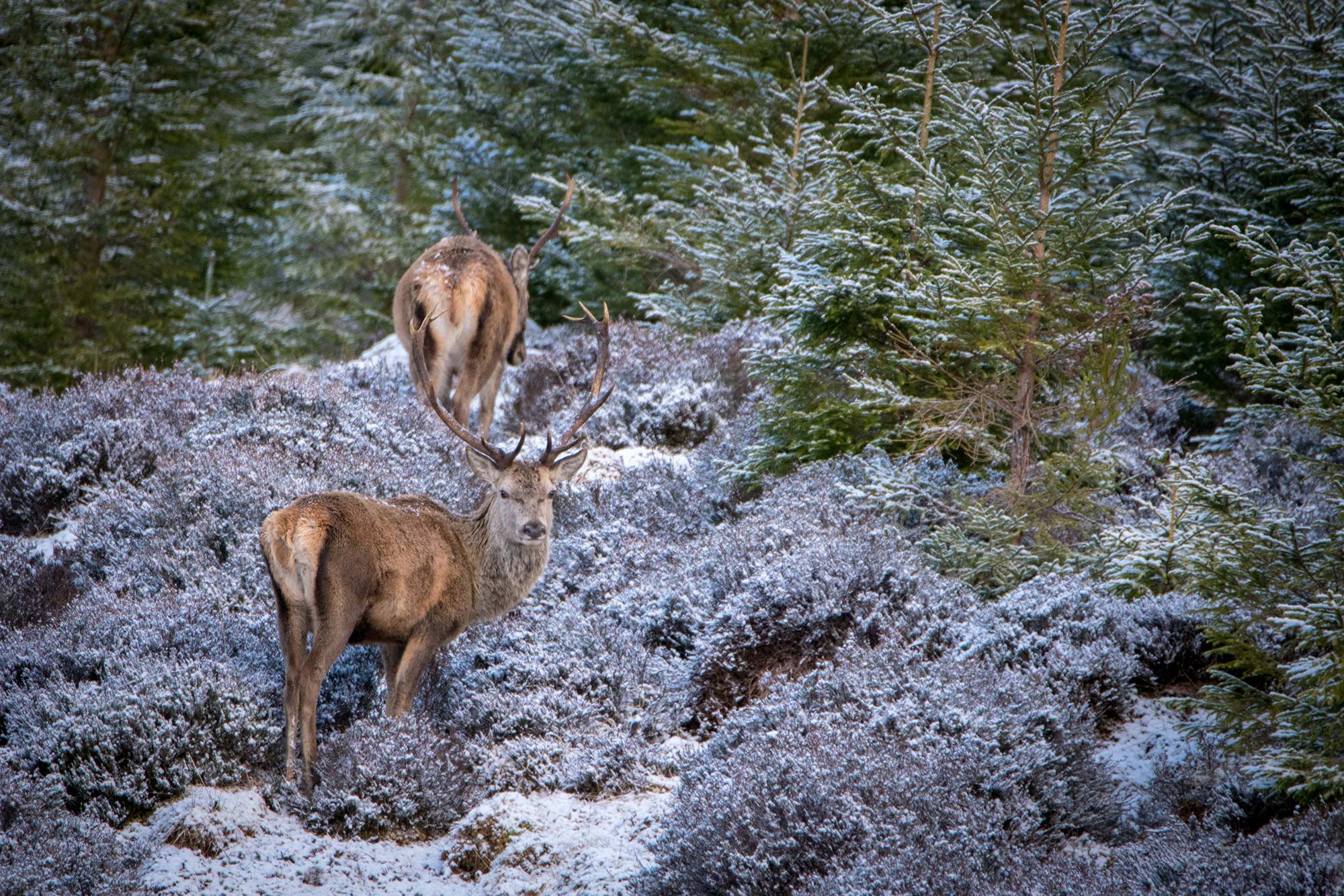 Le roi des Highlands