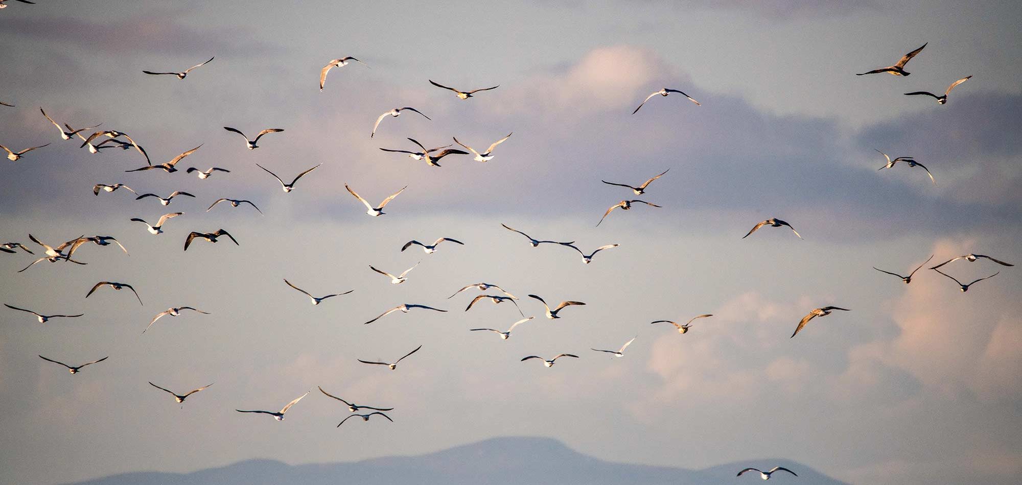 Spey Bay, l’eau, la tourbe et les oiseaux