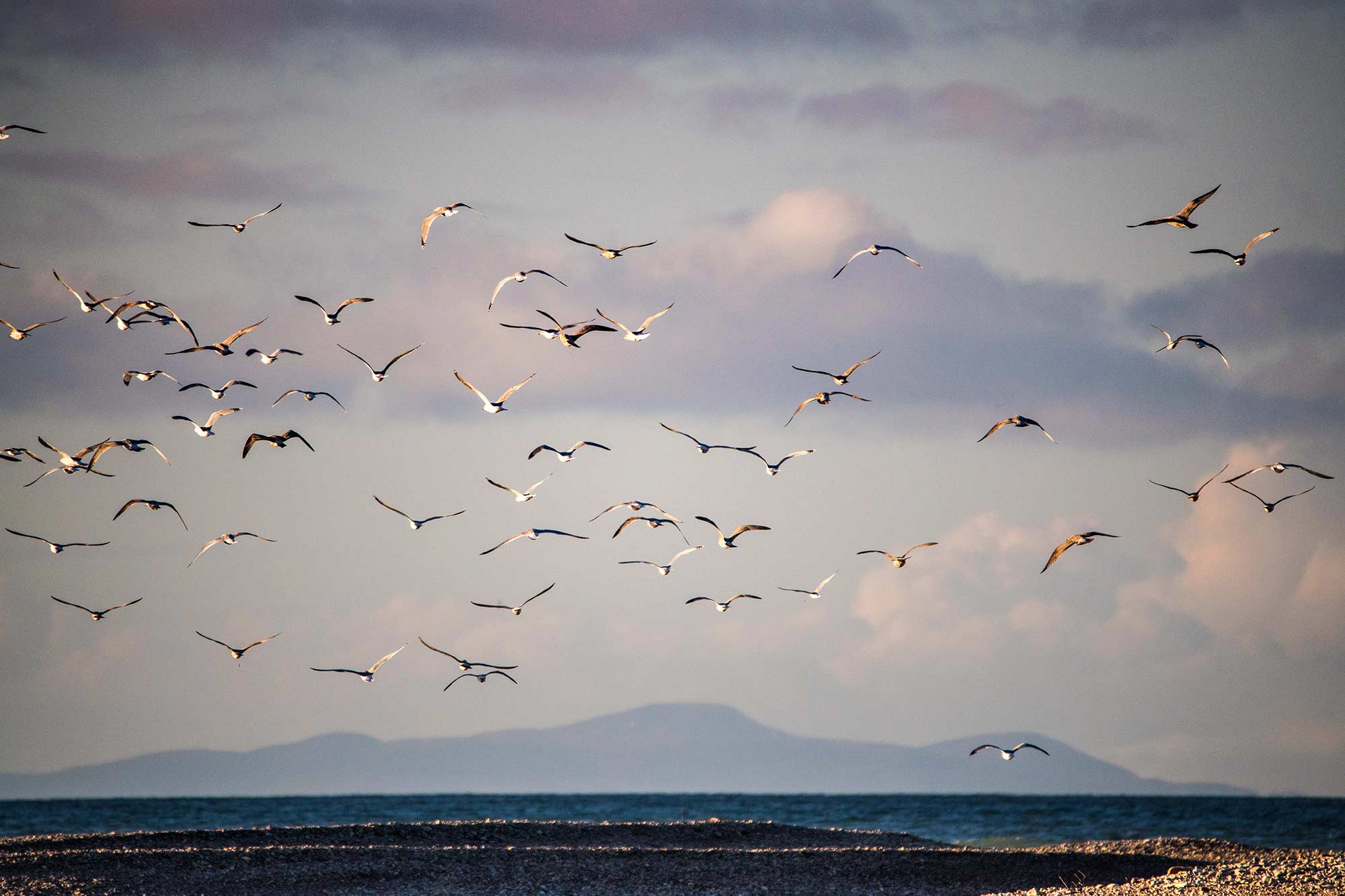 Spey Bay, l’eau, la tourbe et les oiseaux