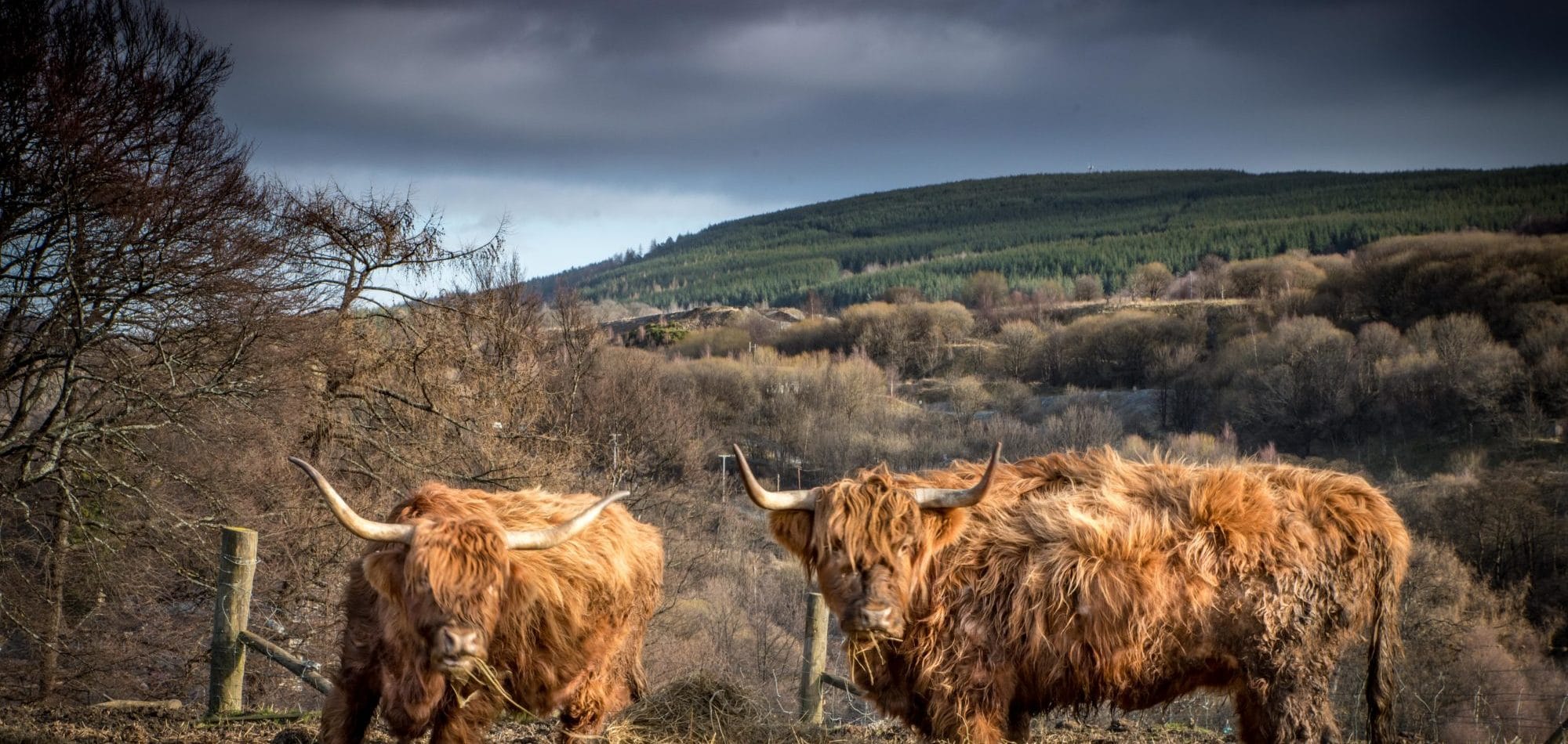 Highland cattle, une vache taillée pour l’Écosse !