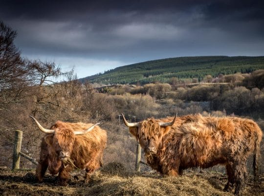 Highland cattle, une vache taillée pour l’Écosse !