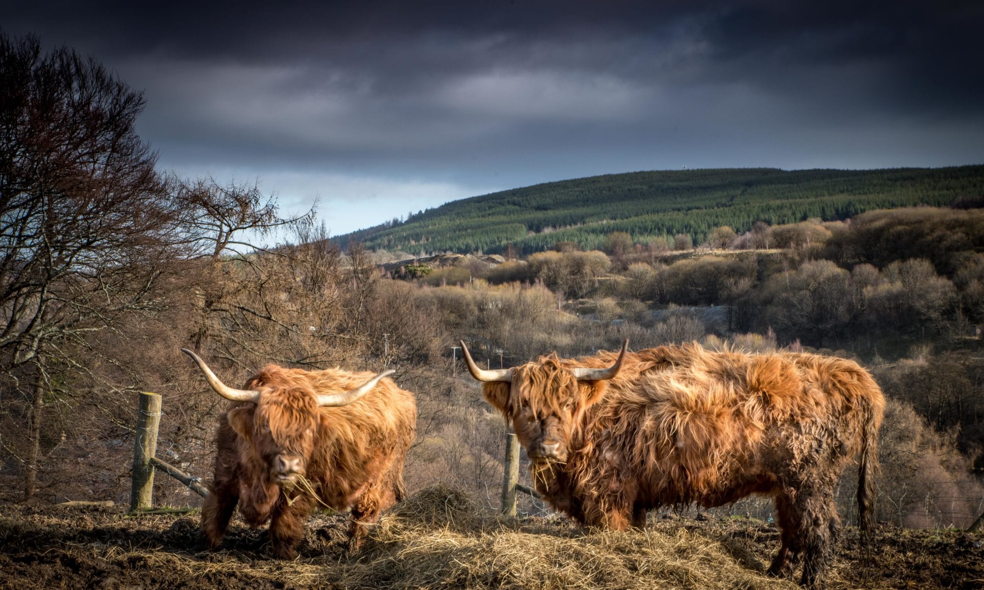 Highland cattle, une vache taillée pour l’Écosse !