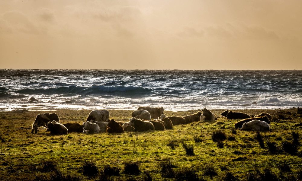 Portencross le paradis des vaches écossaises