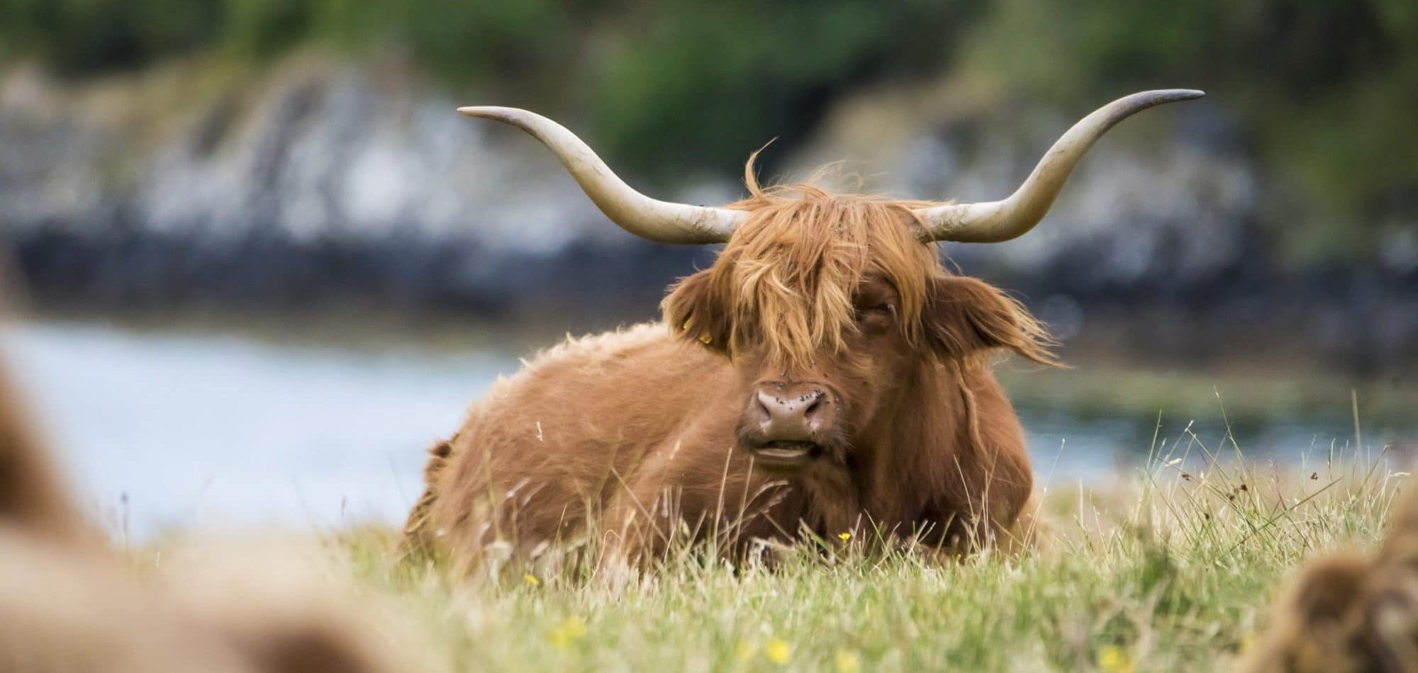 Highland Cattle, la mascotte poilue