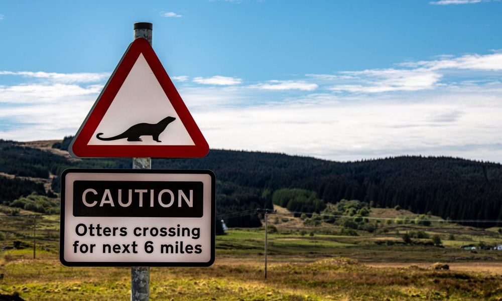 Attention, traversée de loutres