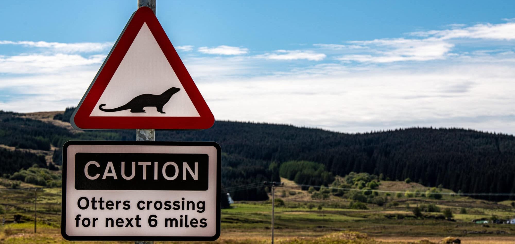 Attention, traversée de loutres !