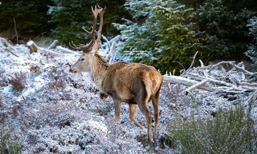 Nez à nez dans les Highlands