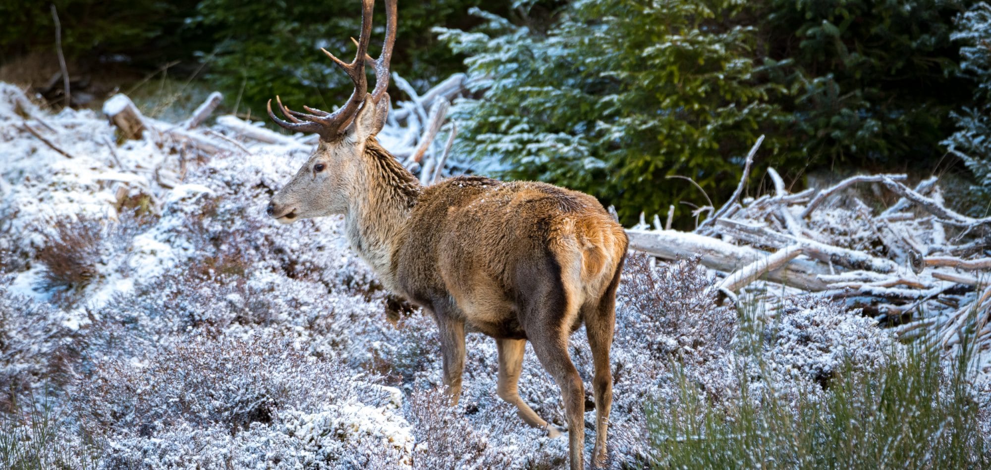 Nez à nez dans les Highlands