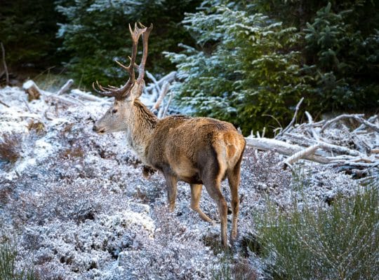 Nez à nez dans les Highlands