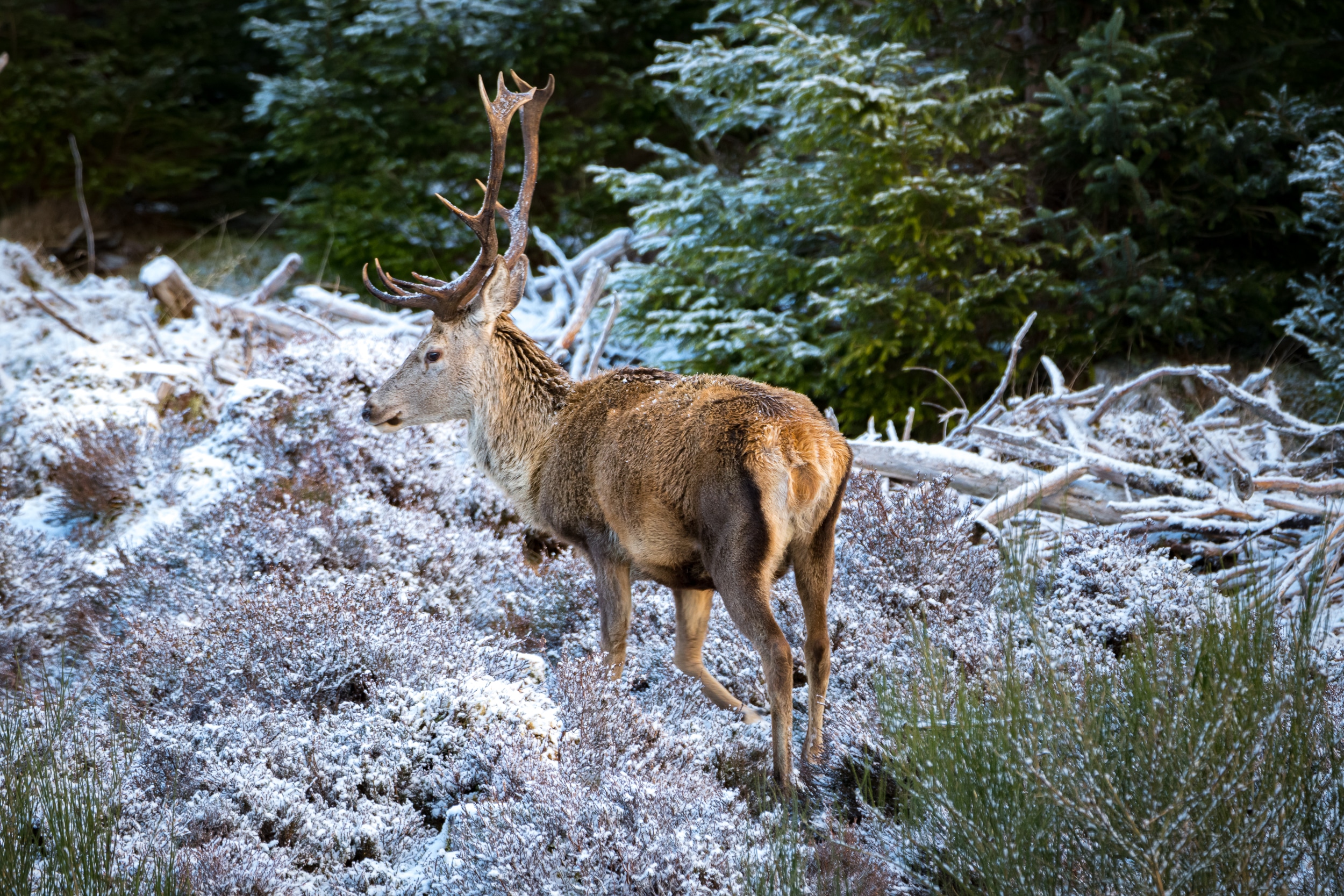 Nez à nez dans les Highlands