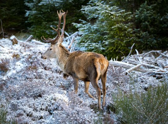 Nez à nez dans les Highlands
