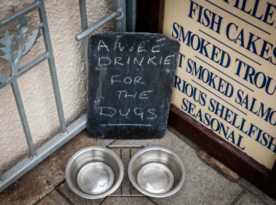 A refreshment for doggies