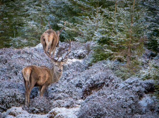 El rey de las Highlands