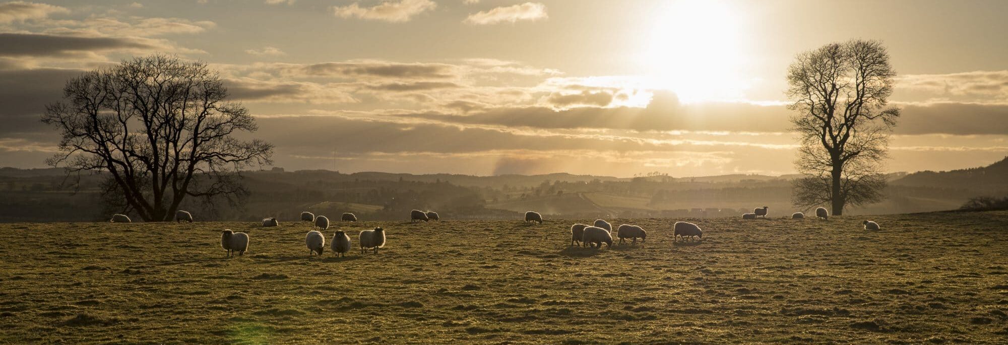 feliz como una oveja escocesa