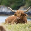 Highland Cattle, the hairy mascot