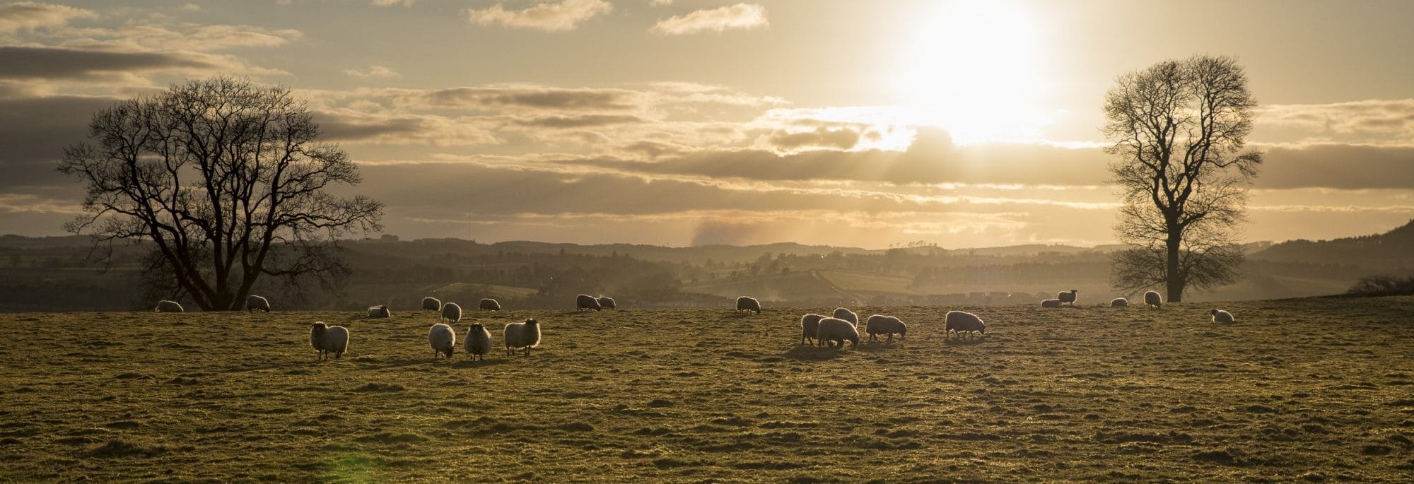 scotch_whisky_terroirs