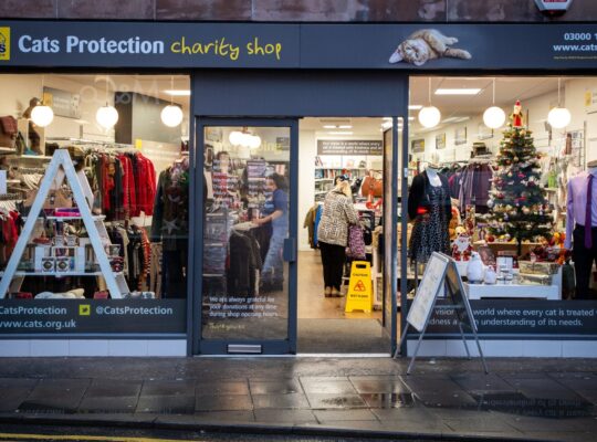 Solidarity with Scottish cats!