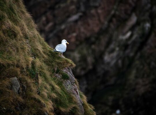 En caso de que un pez pase