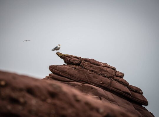 The spectacular cliffs of Seaton